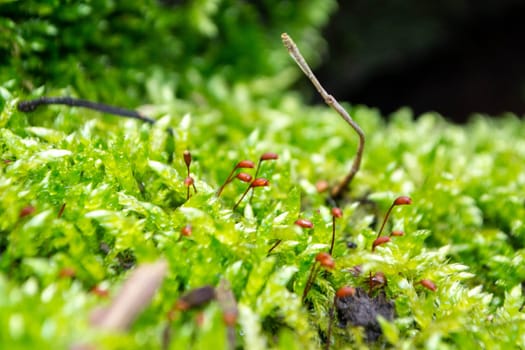 A tree trunk with moss on it and a sky background. High quality photo