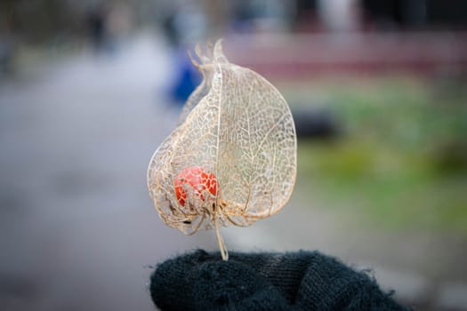 fall colors. dried Physalis physalis peruviana looks like a golden cage. High quality photo