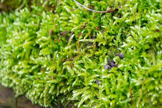 A tree trunk with moss on it and a sky background. High quality photo