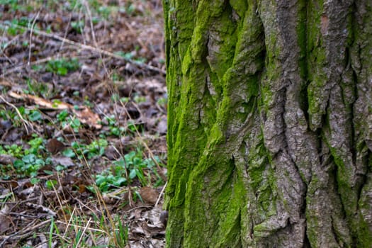 A tree trunk with moss on it and a sky background. High quality photo