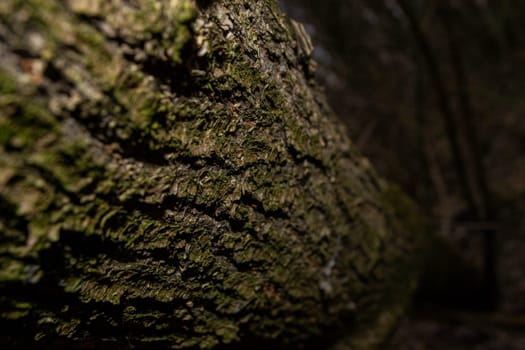 A tree trunk with green moss on it. High quality photo