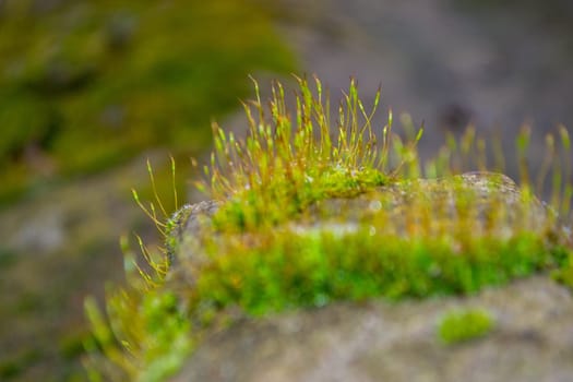 A tree trunk with moss on it and a sky background. High quality photo