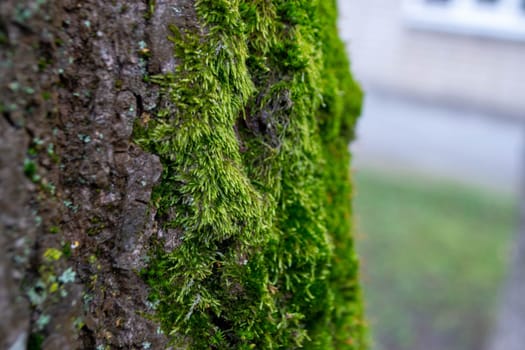 A tree trunk with moss on it and a sky background. High quality photo