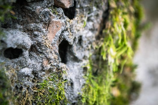 A tree trunk with moss on it and a sky background. High quality photo