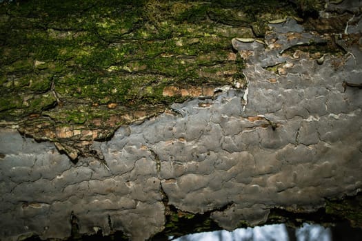 A tree trunk with green moss on it. High quality photo