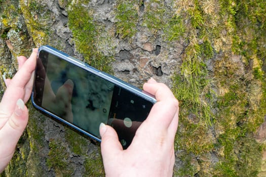 A tree trunk with moss on it and a sky background. High quality photo