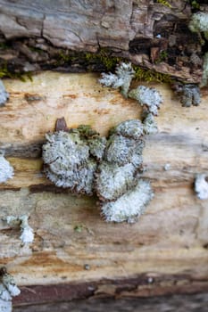 A tree trunk with a mushroom on it. A mushroom sits on a log in the woods. High quality photo