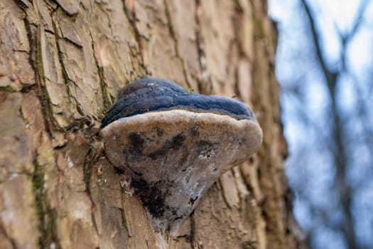 A tree trunk with a mushroom on it. A mushroom sits on a log in the woods. High quality photo