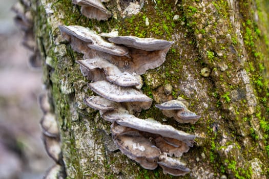 A tree trunk with a mushroom on it. A mushroom sits on a log in the woods. High quality photo