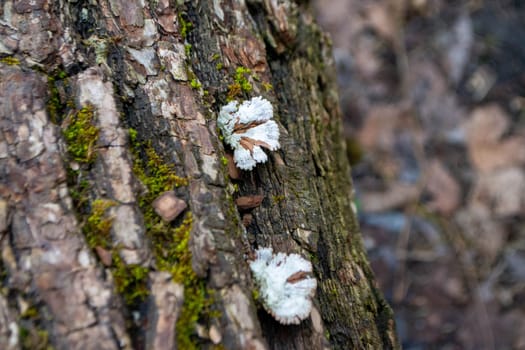 A tree trunk with a mushroom on it. A mushroom sits on a log in the woods. High quality photo