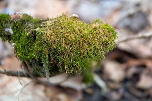 A tree trunk with moss on it and a sky background. High quality photo