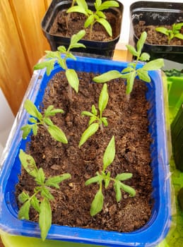 The concept of agriculture and farming. Top view of sprouted tomato seedlings in plastic containers. Growing vegetable seedlings for subsequent planting in open ground or greenhouses.
