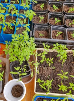 A lot of plastic containers with cells for growing vegetable seedlings for subsequent planting in the open ground or greenhouse.