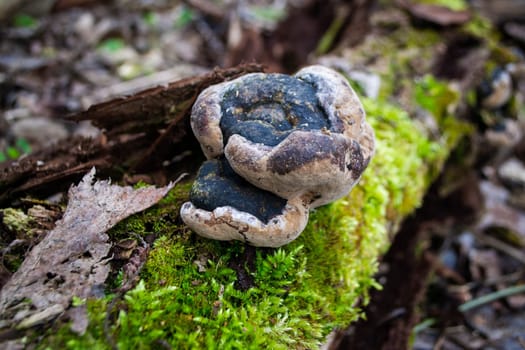 A mushroom sits on a log in the woods. High quality photo