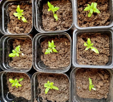 The concept of agriculture and farming. Top view of sprouted tomato seedlings in plastic containers. Growing vegetable seedlings for subsequent planting in open ground or greenhouses.