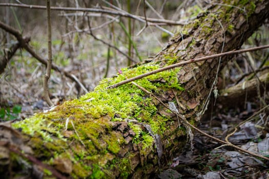 A tree trunk with moss on it and a sky background. High quality photo