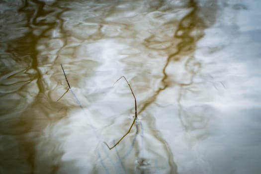 The river in spring time is in the background. High quality photo