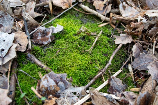 A tree trunk with moss on it and a sky background. High quality photo