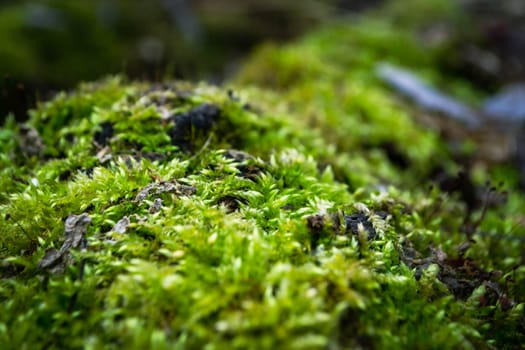 A tree trunk with moss on it and a sky background. High quality photo