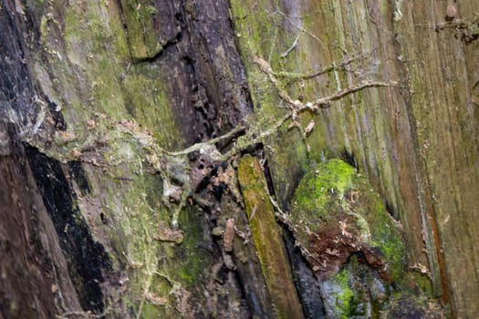 A tree trunk with green moss on it. High quality photo