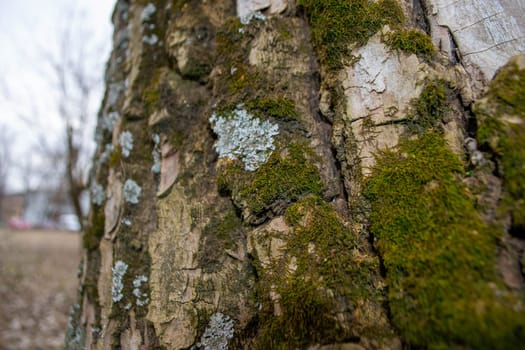 A tree trunk with moss on it and a sky background. High quality photo