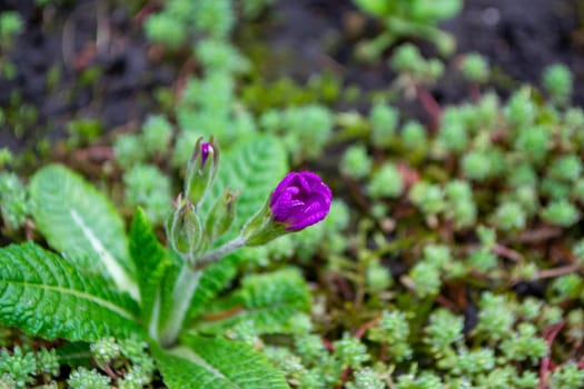 A purple flower is growing on a patch of grass and has a small patch of moss on it. High quality photo