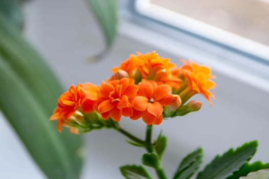 A small orange flower with the word on it . High quality photo