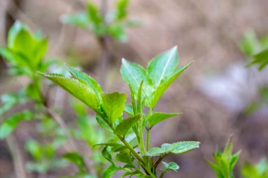 A tree branch with green leaves and the word maple on it. High quality photo