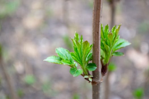 A tree branch with green leaves and the word maple on it. High quality photo