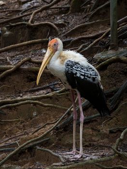 Image of Painted Stork (Mycteria leucocephala) on nature background. Wild Animals. Bird,
