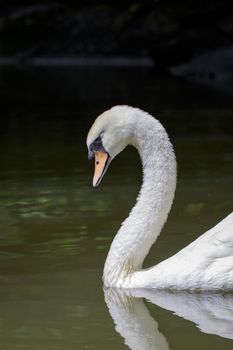 Image of a white swan on water. Wildlife Animals.