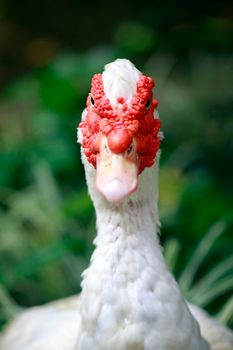 Image of Musky duck or indoda, Barbary duck with red nasal corals. Muscovy white duck