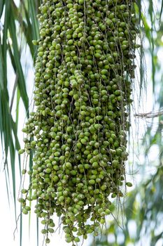 Green queen palm berries Syagrus romanzoffiana on a palm tree in Naples, Florida