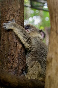 Image of a koala bear sleep on tree. Wild Animals.
