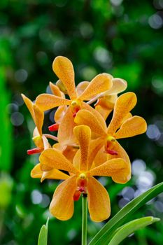 Image of beautiful orange orchid flowers in the garden.