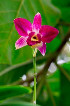 Image of beautiful violet orchid flowers in the garden.