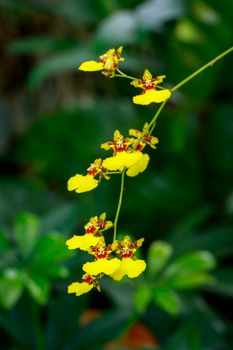 Image of yellow oncidium orchid flower in the garden.
