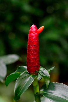Image of Red Button Ginger or Costus woodsonii or Red Malay Ginger in the garden.