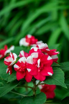Image of beautiful red flowers in the garden.