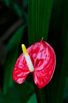 Image of Flamingo flower, Pigtail Anthurium or Pigtail flamingo flower on nature background.