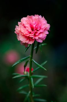 Image of beautiful pink flowers  in the garden., Common Purslane, Verdolaga, Pigweed, Little Hogweed or Pusley
