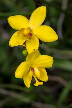 Image of beautiful yellow orchid flowers (Spathoglottis) in the garden.