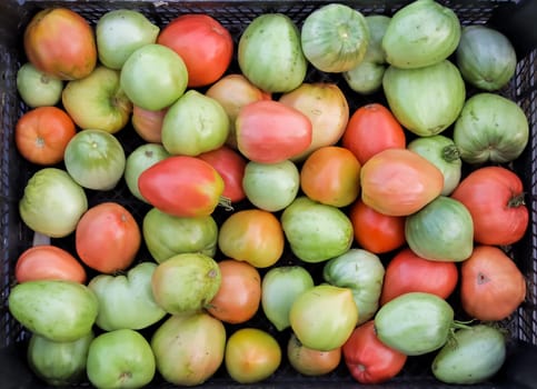 Fresh harvest of tomatoes laid out in a box. Green, red and yellow vegetables. Growing crops on the farm.