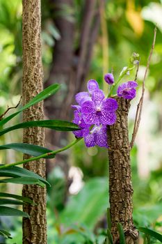 Image of beautiful purple orchid flowers in the garden.