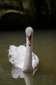 Image of a white swan on water. Wildlife Animals.