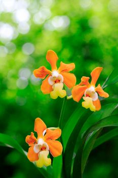 Image of vanda denisoniana orchid (ORCHIDACEAE) on nature background in the garden. 