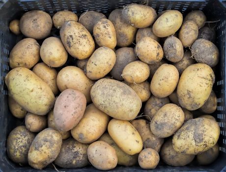 Fresh crop of potatoes in a box. Vegetables grown with their own hands on an ecological farm. Agricultural work in the autumn period.