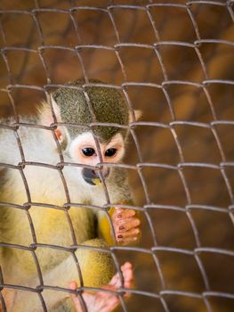 Image of a squirrel monkey in the cage. Wild Animals.