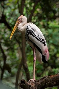 Image of Painted Stork (Mycteria leucocephala) on nature background. Wild Animals. Bird,