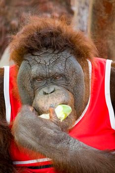 Image of an orangutan wearing a shirt and eating fruit. Wild Animals.